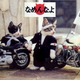 Image for article titled Popular Cat Meme Creator in Trouble with the Law
